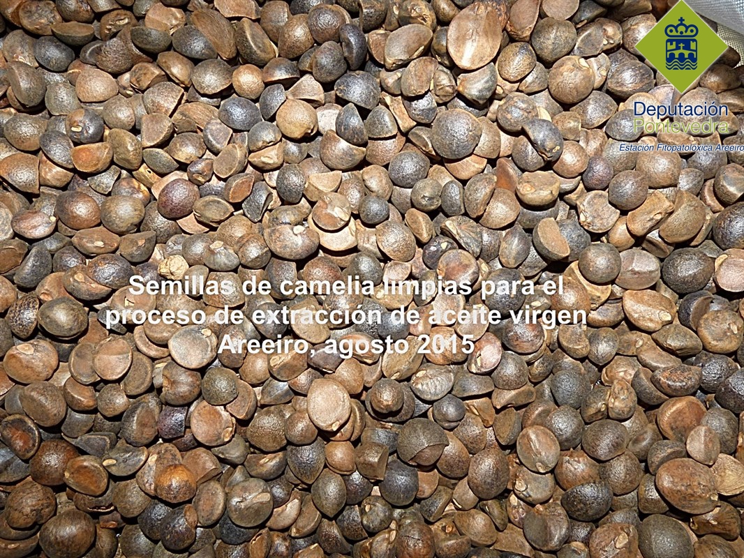Recolección semillas >> semillas limpias[1].jpg